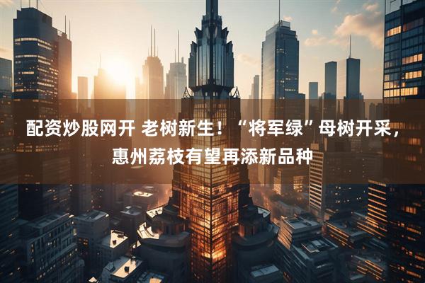 配资炒股网开 老树新生！“将军绿”母树开采，惠州荔枝有望再添新品种